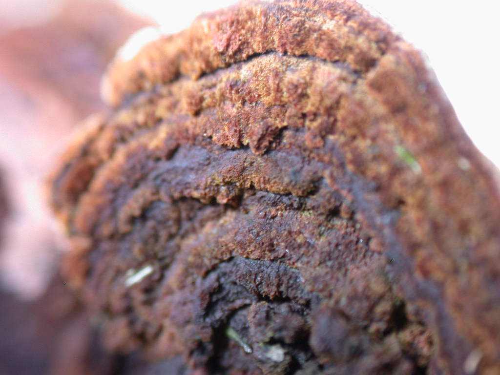 Su Salix caprea ...(Phellinus conchatus)